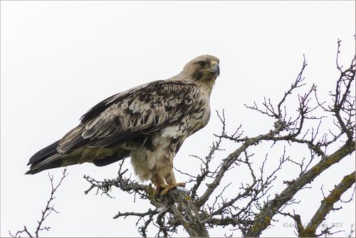 Kaiseradler