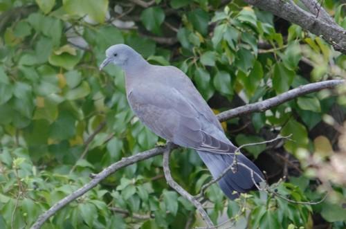 Ringeltaube (Jungvogel)