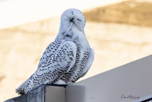 Schneeeule (Jungvogel)