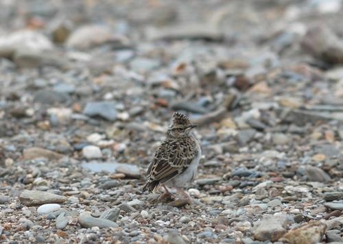 Heidelerche (Jungvogel)