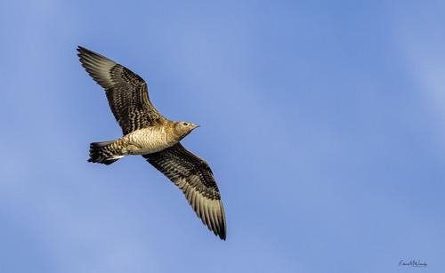 Schmarotzerraubmöwe (Jungvogel)