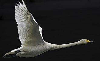 Singschwan