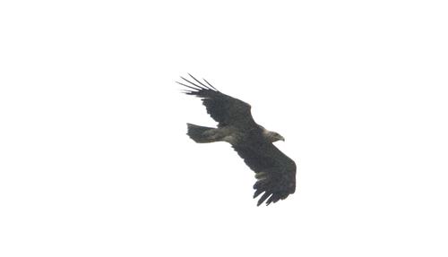 Kaiseradler (Männchen)