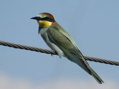 Bienenfresser (Jungvogel)