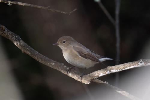 Zwergschnäpper (Jungvogel)