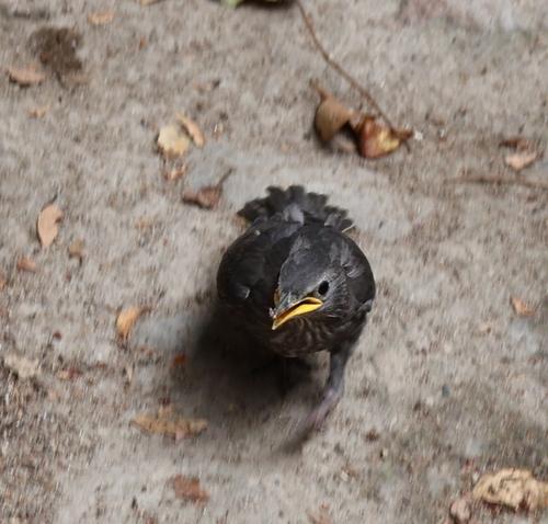 Einfarbstar (Jungvogel)