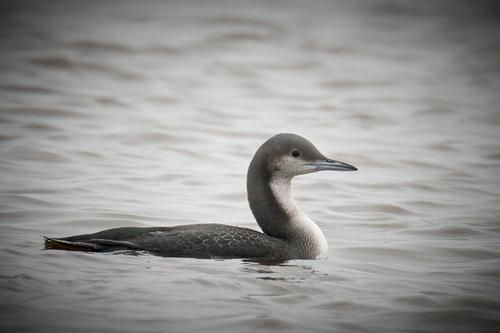 Prachttaucher (Jungvogel)