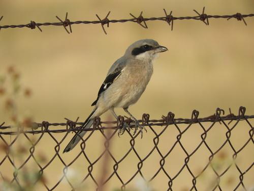 Iberienraubwürger (Jungvogel)