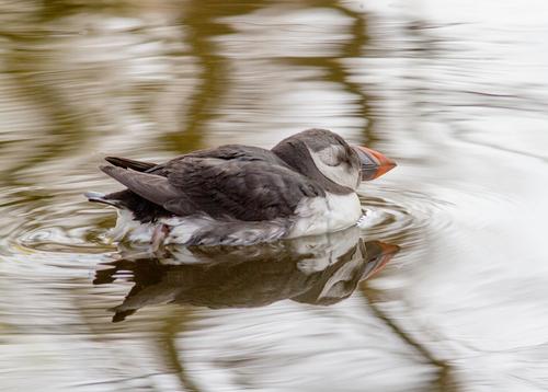Papageitaucher (Jungvogel)
