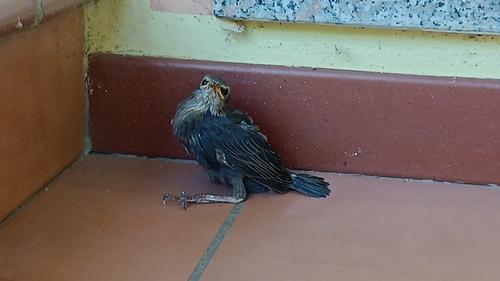 Einfarbstar (Jungvogel)