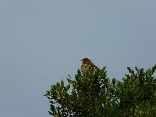 Wiesenpieper (Jungvogel)