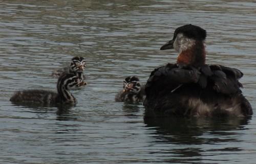 Rothalstaucher (Jungvogel)