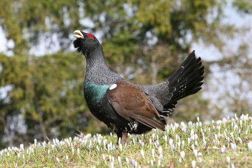 Auerhuhn
