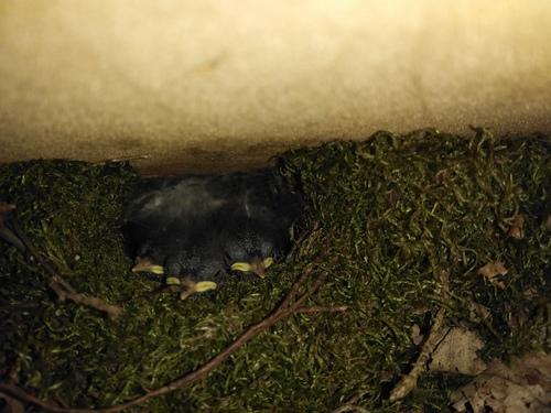 Zaunkönig (Jungvogel)