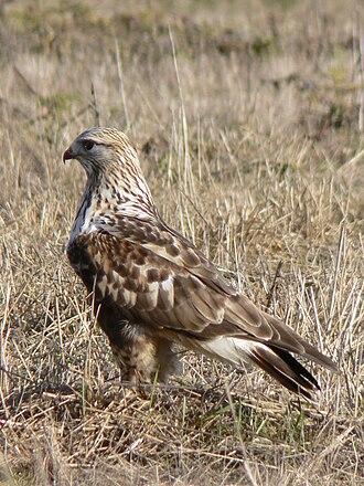 Raufußbussard