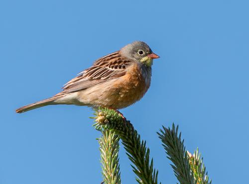 Ortolan