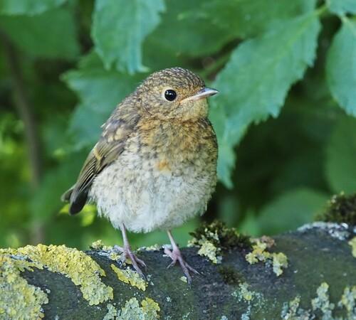 Rotkehlchen (Jungvogel)