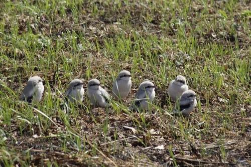 Raubwürger (Jungvogel)