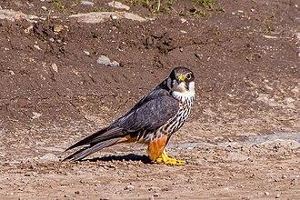 Baumfalke