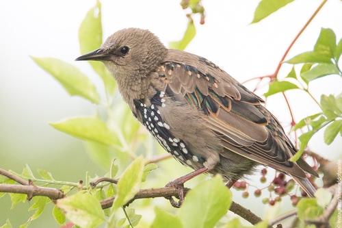 Star (Jungvogel)