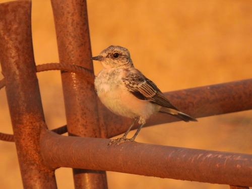 Maurensteinschmätzer (Jungvogel)