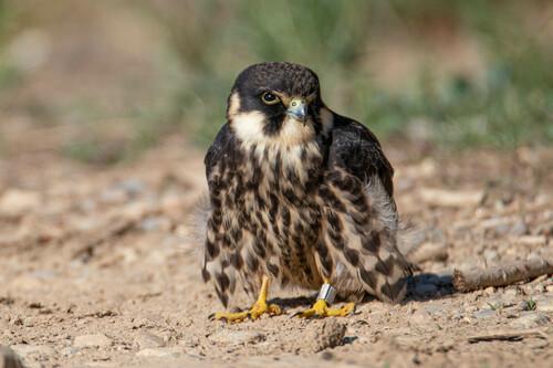 Baumfalke (Jungvogel)