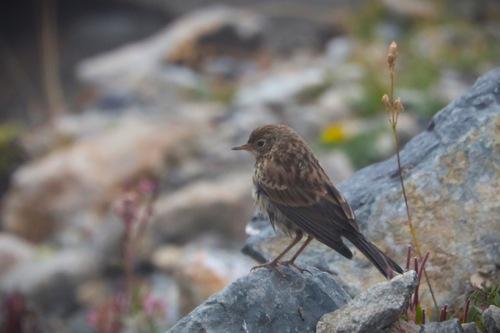 Bergpieper (Jungvogel)