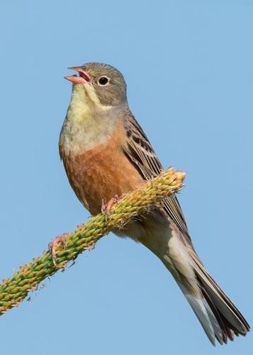 Ortolan