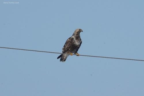 Raufußbussard