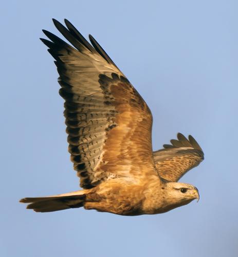 Adlerbussard