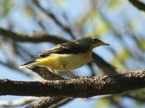 Gebirgsstelze (Jungvogel)