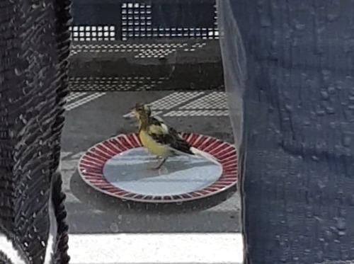 Kanarengirlitz (Jungvogel)