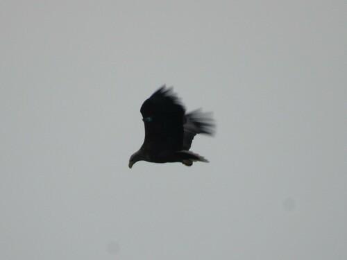Seeadler
