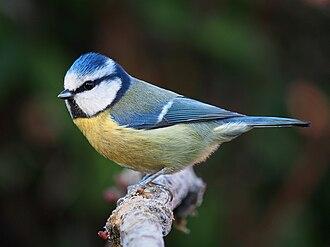 Blaumeise