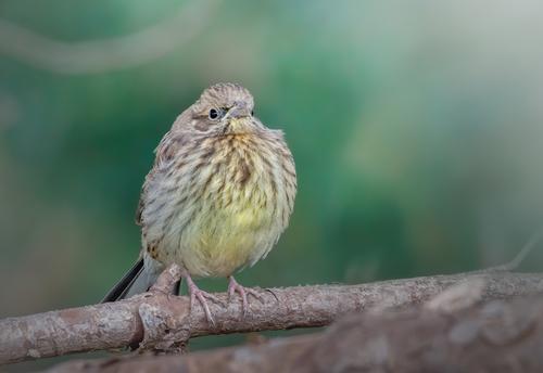 Goldammer (Jungvogel)