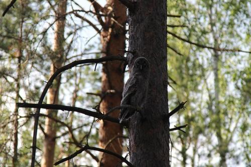 Bartkauz (Jungvogel)