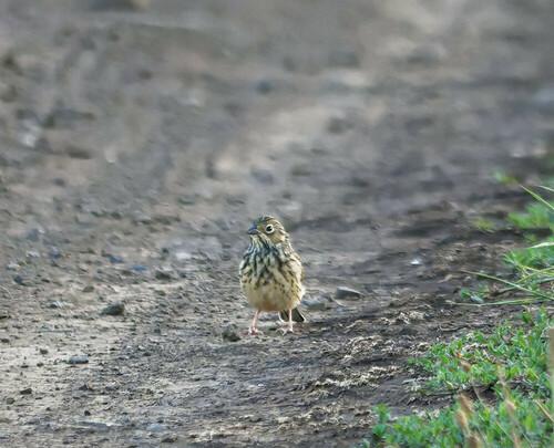 Ortolan (Jungvogel)