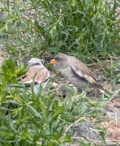 Schneesperling (Jungvogel)