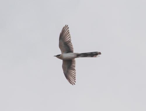 Häherkuckuck