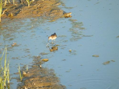 Bruchwasserläufer