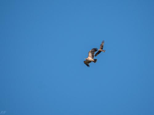 Iberienadler (Jungvogel)