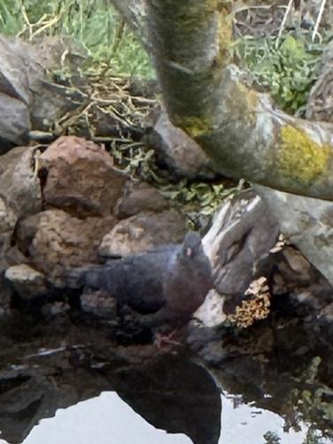 Kanarentaube (Jungvogel)