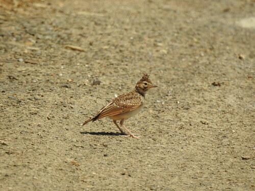 Theklalerche (Jungvogel)
