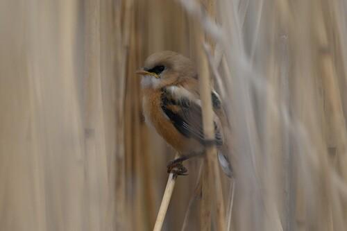 Bartmeise (Jungvogel)