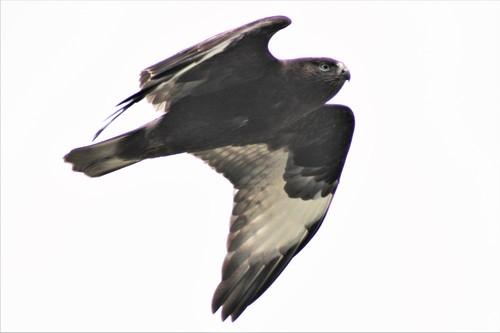Raufußbussard