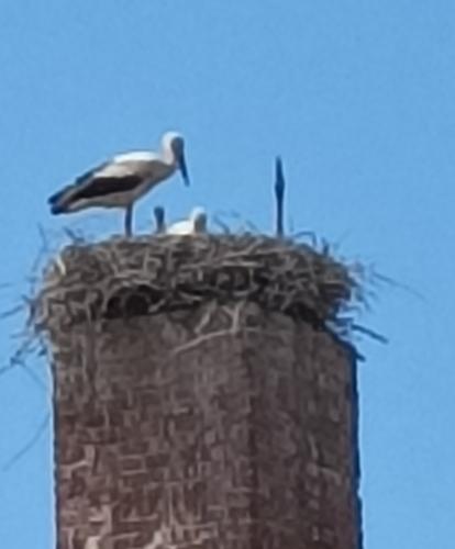 Weißstorch