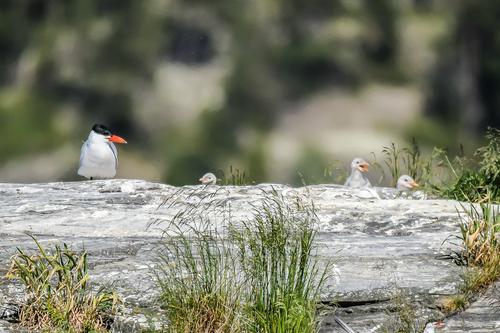 Raubseeschwalbe (Jungvogel)