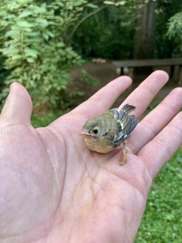 Wintergoldhähnchen (Jungvogel)