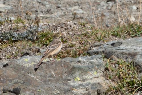 Ortolan (Jungvogel)