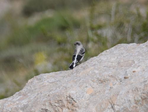 Felsensteinschmätzer (Jungvogel)
